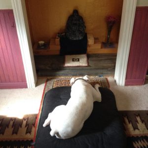 Dog sleeping on meditation cushion in front of buddha