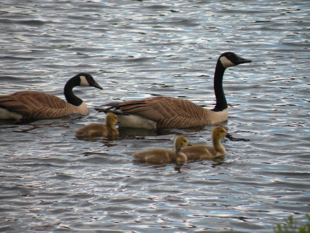 Some of my neighbors on an after-dinner outing!