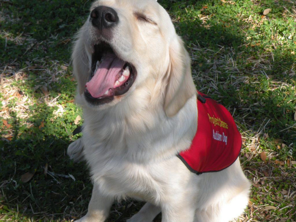 autism service dog puppy