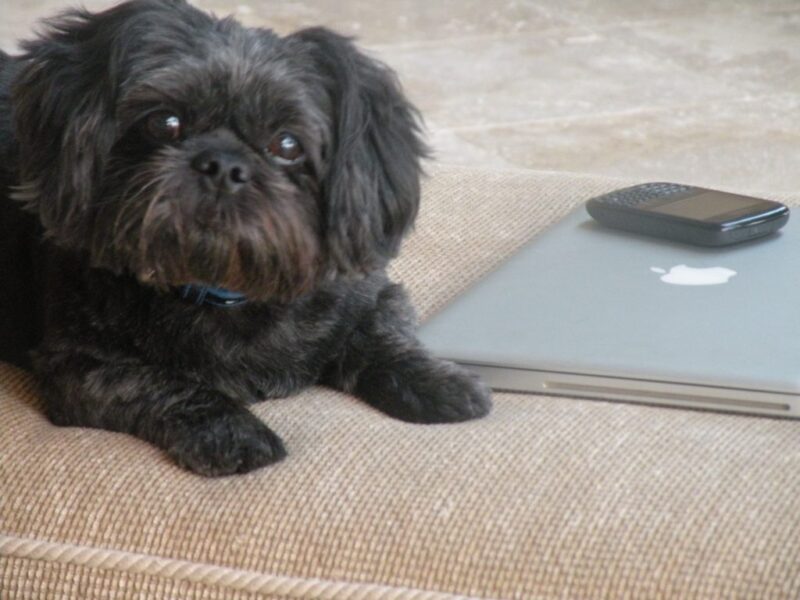 Lhasa with computer
