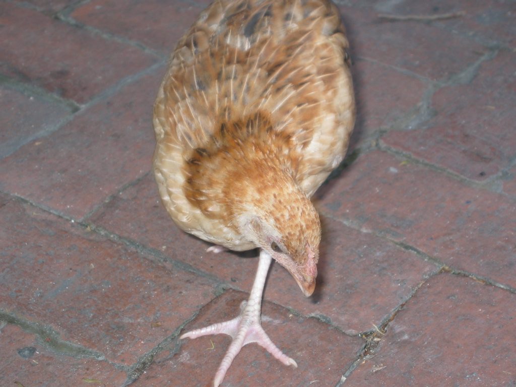 chicken