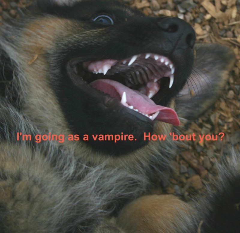 GSD puppy showing teeth