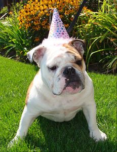 Squishy faced dog with party hat training to stay