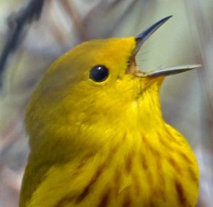 yellow tweety bird