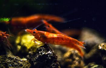 a shrimp in an aquarium