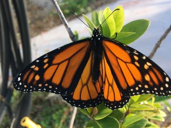 monarch butterfly on plant