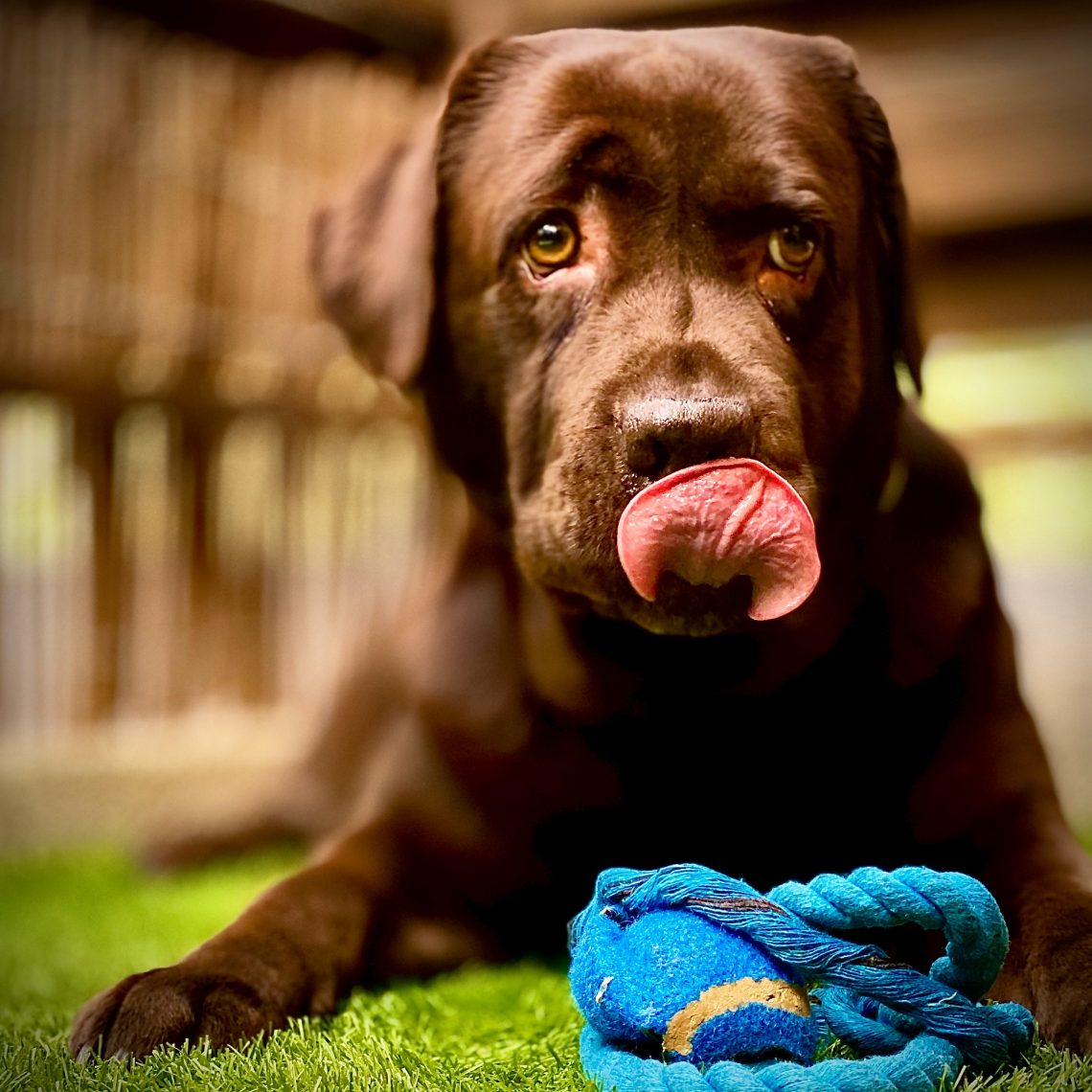 black labrador retriever puppy biting blue ball