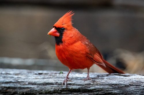 red and black bird on brown wooden surface