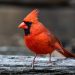 red and black bird on brown wooden surface