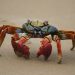 red and black crab on sand