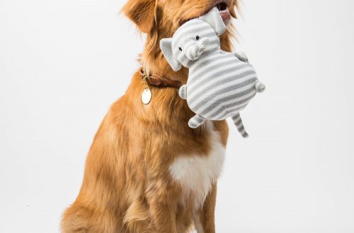 brown and white short coated dog biting white and blue ball