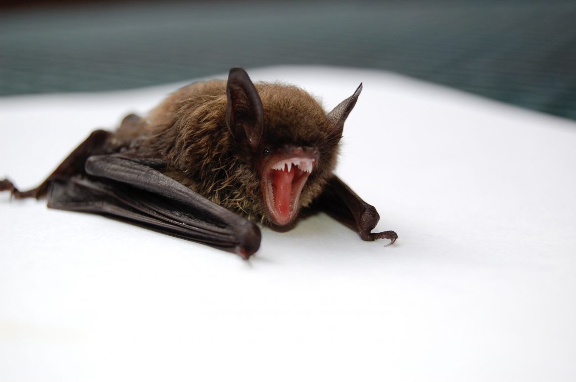 brown and black bat opening mouth