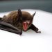 brown and black bat opening mouth