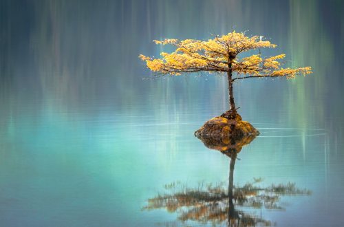 yellow leaf tree between calm body of water at daytime