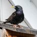 selective focus photography of black bird