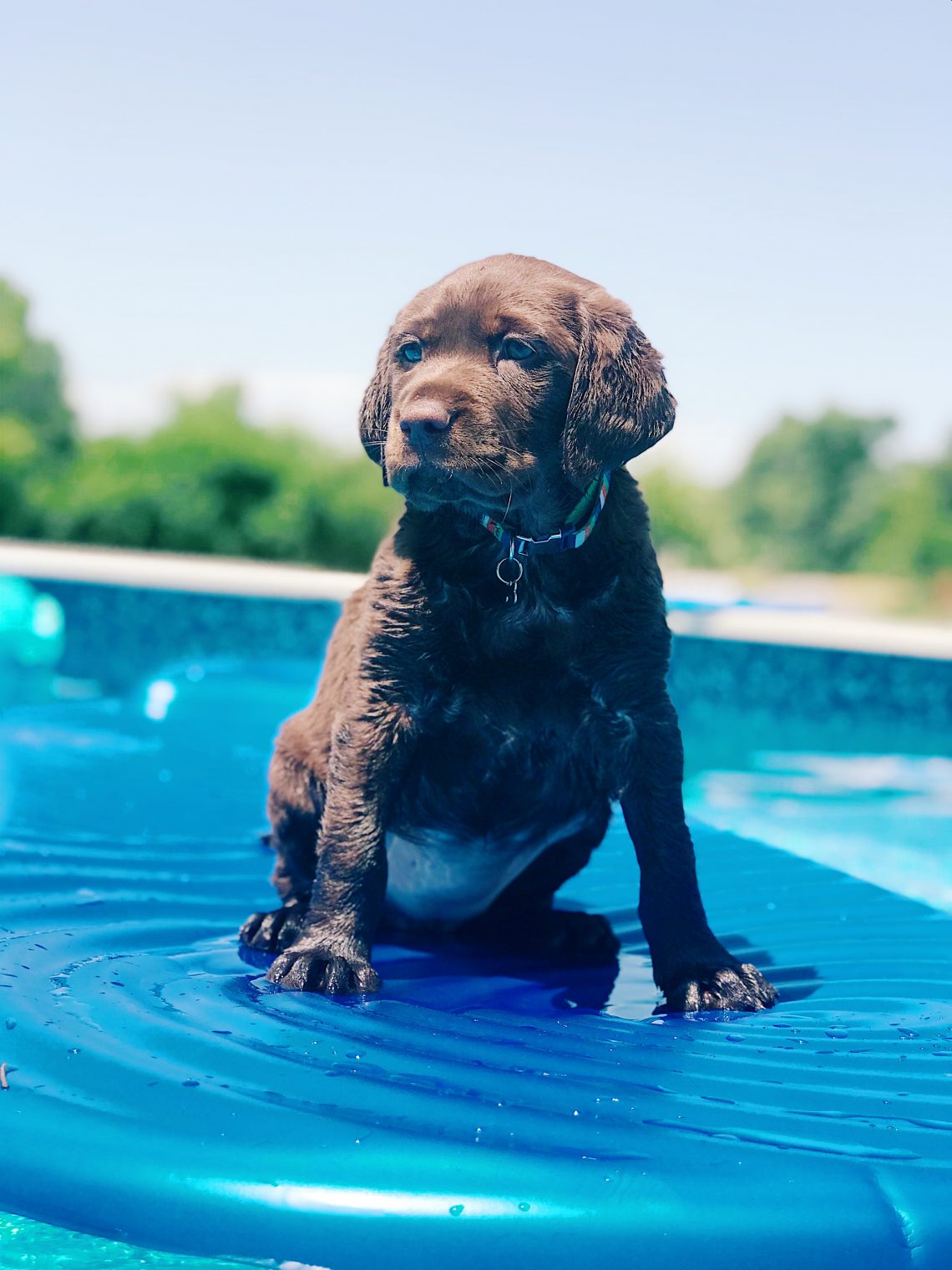 black Labrador retriever puppy on inflatable floater