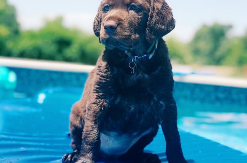 black Labrador retriever puppy on inflatable floater