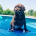 black Labrador retriever puppy on inflatable floater