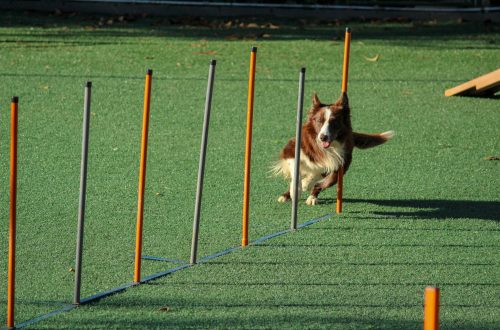 brown and white dog running through weave poles