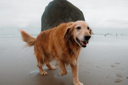 golden retriever walking on the beach during daytime