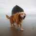 golden retriever walking on the beach during daytime