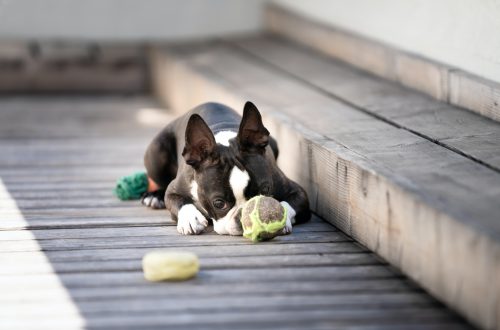 French bulldog lying on wooden board