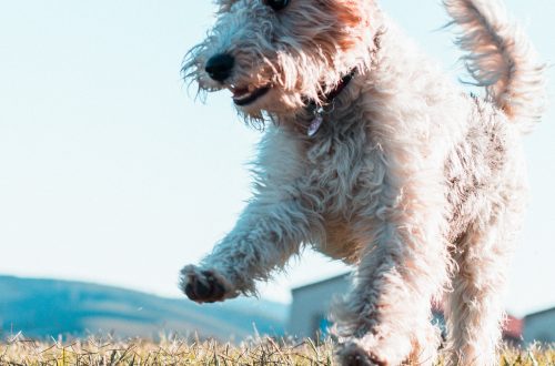 white and brown long coated dog on green grass field during daytime