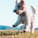 white and brown long coated dog on green grass field during daytime