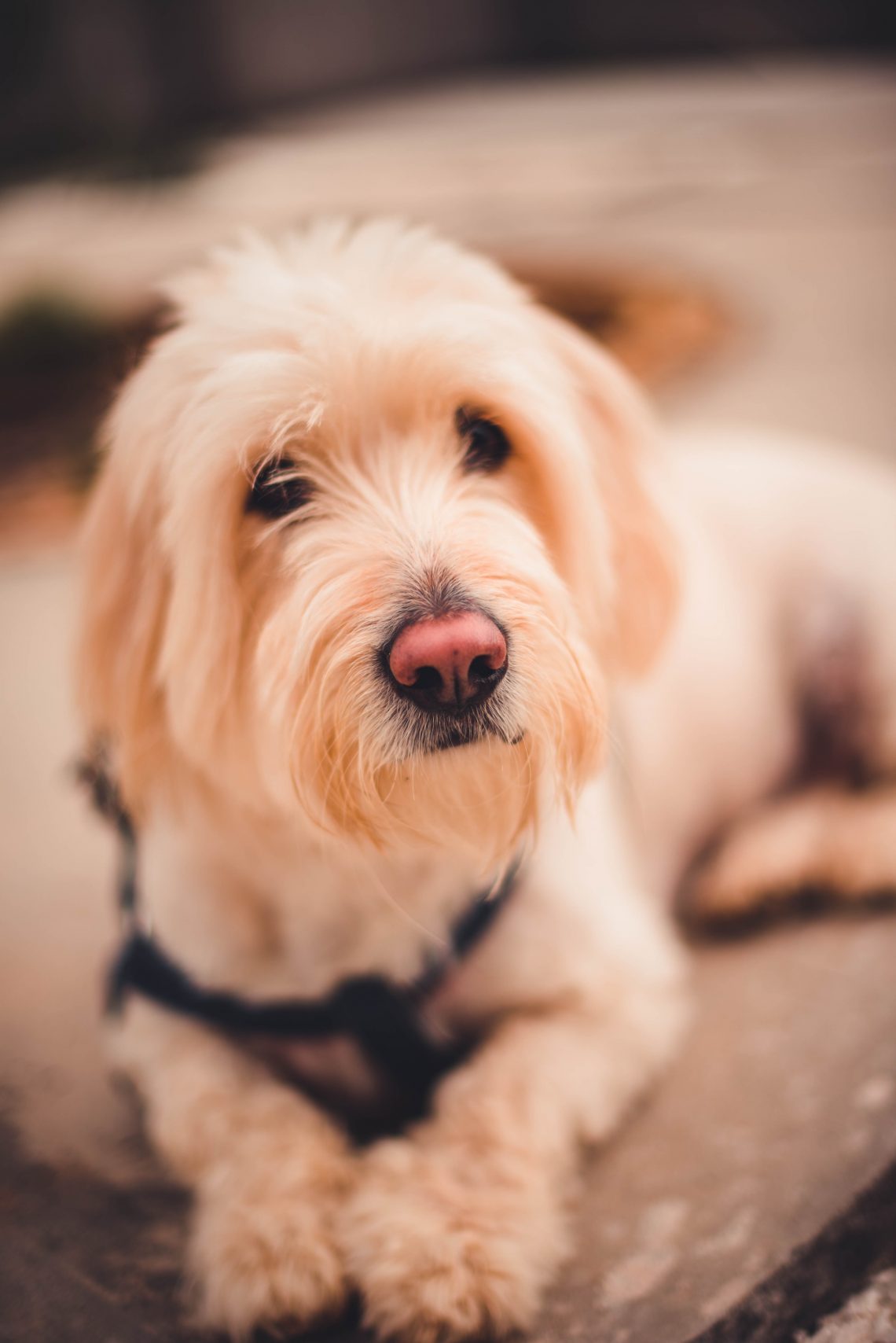 white long coat small dog