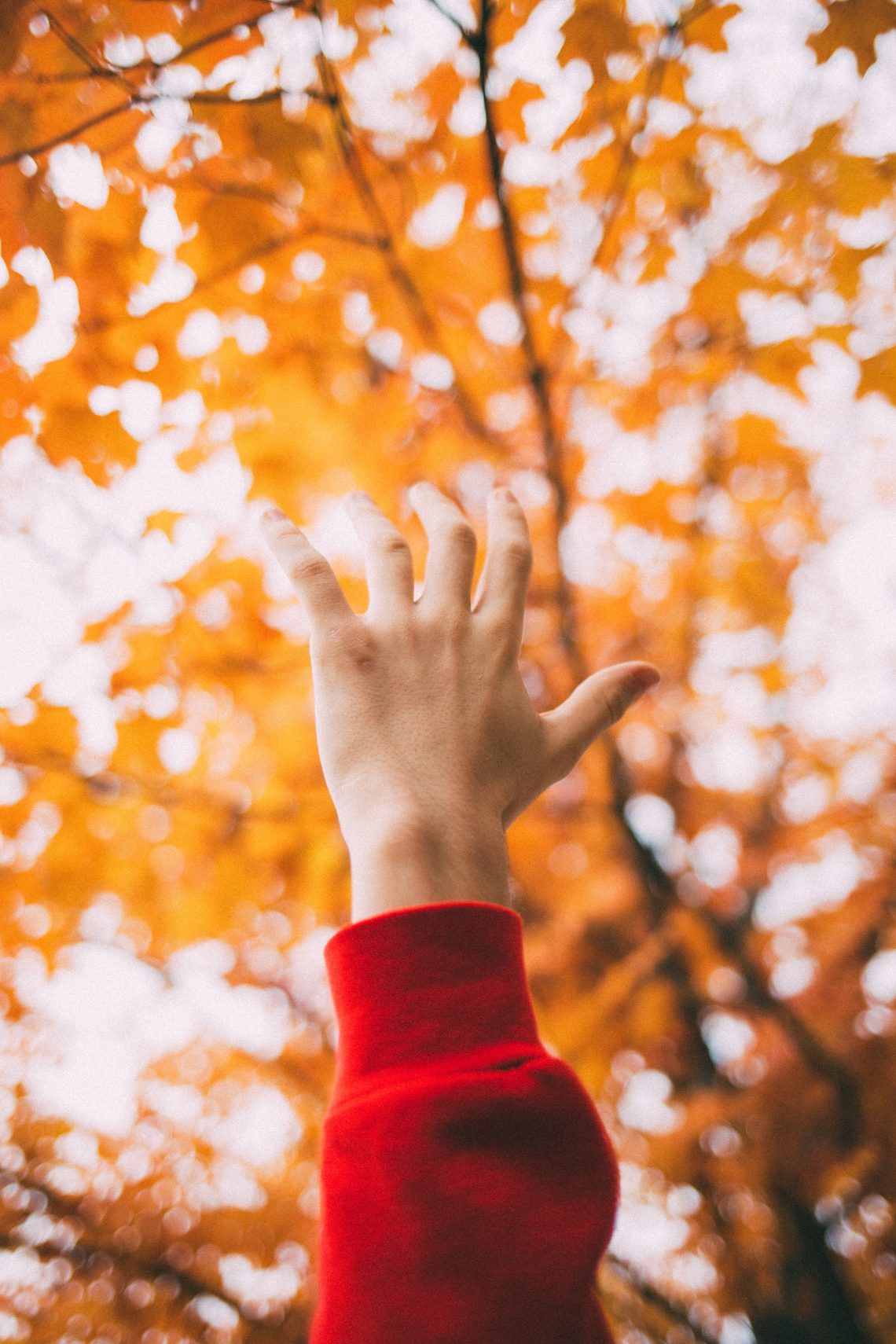 left human hand raising front of maple tree