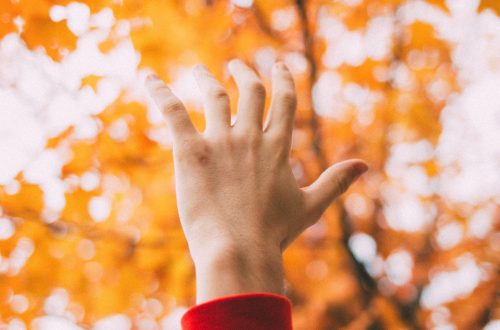 left human hand raising front of maple tree