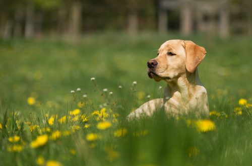 reclining adult yellow Labrador retriever