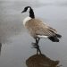 brown and black duck on gray sand during daytime