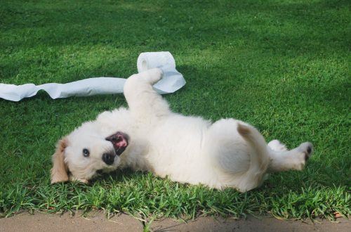 white puppy rolling on green grass