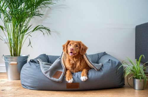 brown short coated dog on gray couch