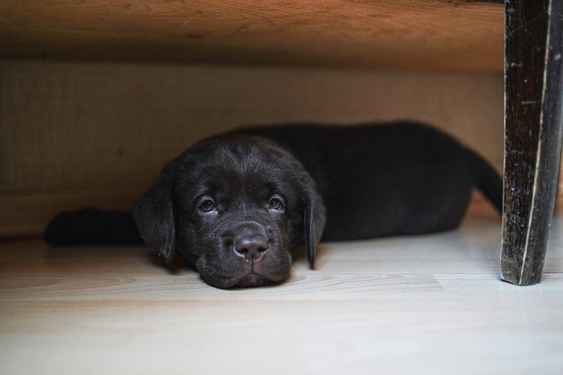 black labrador retriever lying on floor