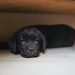 black labrador retriever lying on floor