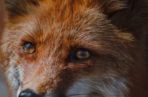 red fox