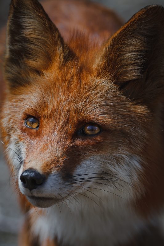 red fox