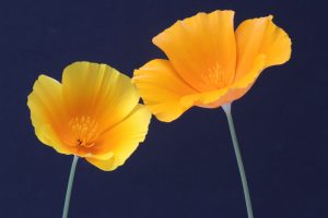 Fire poppies blossom after the wildfire