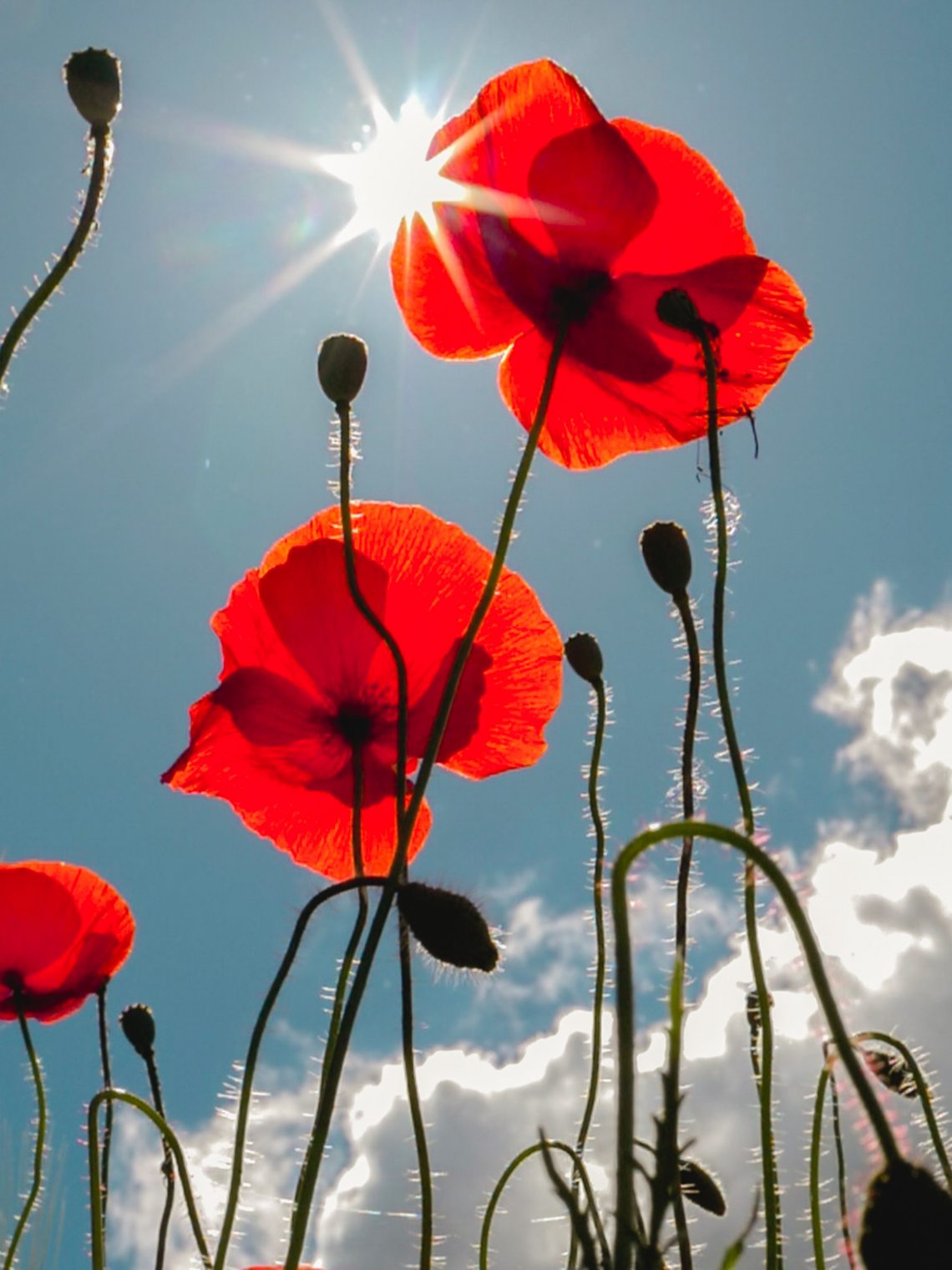 red-petaled flower