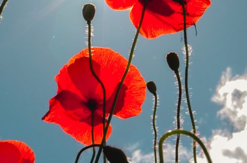 red-petaled flower