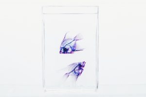 two purple fish on glass