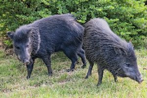 black animal on green grass field during daytime