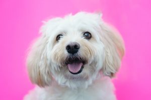 white long coated small dog