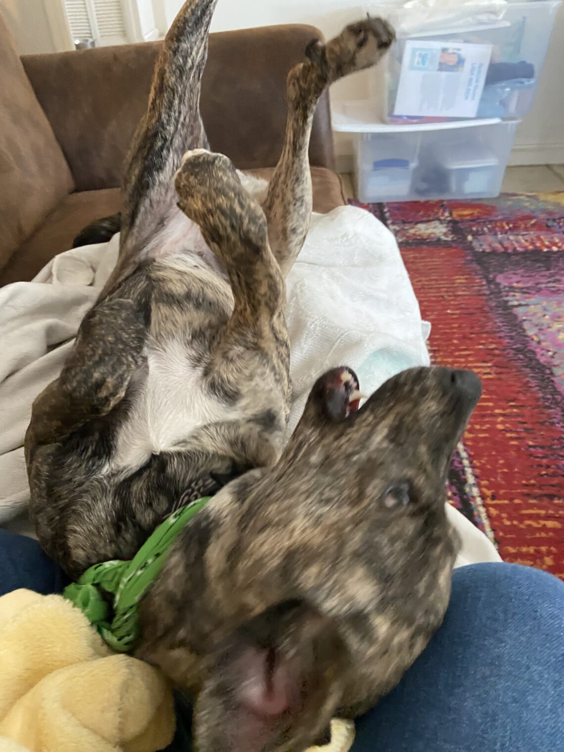 brindle dog roll over