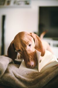 brown dog with face in book as if to review
