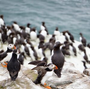 puffins on gray rock