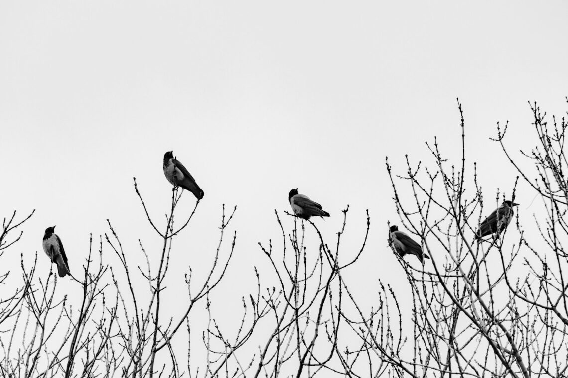 birds on bare tree during daytime