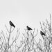 birds on bare tree during daytime